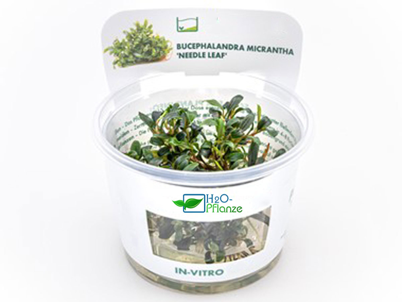 Preview: Mini Nadelblatt - Bucephalandra micrantha 'Needle Leaf' in vitro